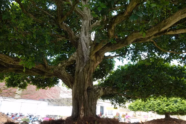 Dai gia mien Tay so huu 4 cay nguyet que gan chuc ty-Hinh-8