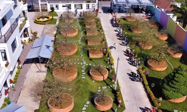 Can canh vuon mai co tram ty cua dai gia An Giang