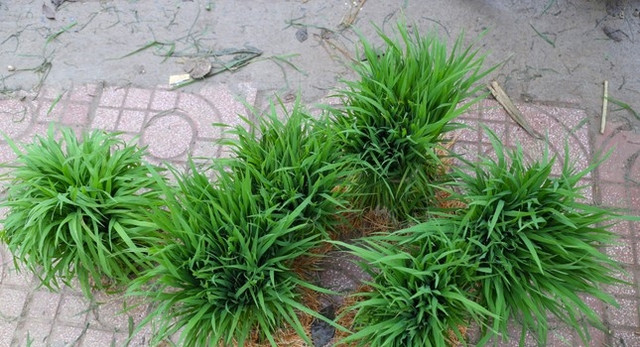 Thú vị phiên chợ bán lúa non độc lạ ở Nghệ An Thu vi phien cho ban lua non doc la o Nghe An