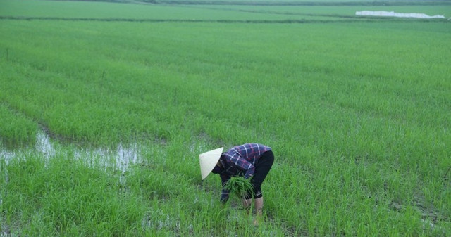 Thú vị phiên chợ bán lúa non độc lạ ở Nghệ An - Hình 9 Thu vi phien cho ban lua non doc la o Nghe An-Hinh-9