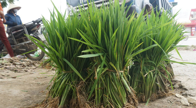 Thú vị phiên chợ bán lúa non độc lạ ở Nghệ An - Hình 5 Thu vi phien cho ban lua non doc la o Nghe An-Hinh-5