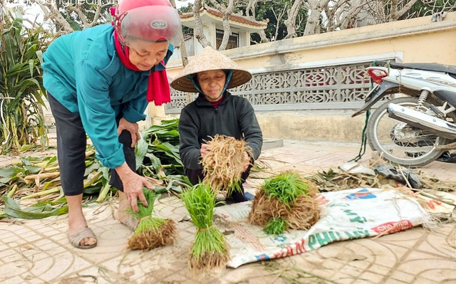 Thú vị phiên chợ bán lúa non độc lạ ở Nghệ An - Hình 7 Thu vi phien cho ban lua non doc la o Nghe An-Hinh-7