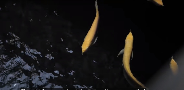 “Đại gia chân đất” sở hữu biệt phủ 15ha toàn gỗ quý - Hình 9 “Dai gia chan dat” so huu biet phu 15ha toan go quy-Hinh-9