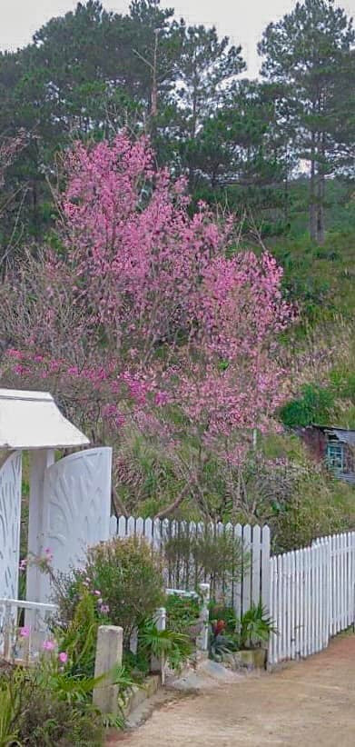 Cháu trai gia tộc giàu có nhất Việt Nam sở hữu ngôi nhà mướt mát ở Đà Lạt - Hình 8 Chau trai gia toc giau co nhat Viet Nam so huu ngoi nha muot mat o Da Lat-Hinh-8