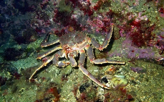 Vì sao cua hoàng đế luôn trong tình trạng giá cao ngất ngưởng? - Hình 5 Vi sao cua hoang de luon trong tinh trang gia cao ngat nguong?-Hinh-5