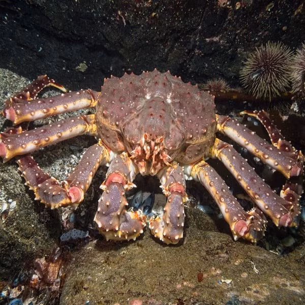 Vì sao cua hoàng đế luôn trong tình trạng giá cao ngất ngưởng? Vi sao cua hoang de luon trong tinh trang gia cao ngat nguong?