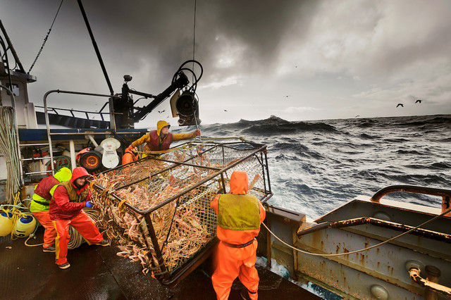 Vì sao cua hoàng đế luôn trong tình trạng giá cao ngất ngưởng? - Hình 4 Vi sao cua hoang de luon trong tinh trang gia cao ngat nguong?-Hinh-4