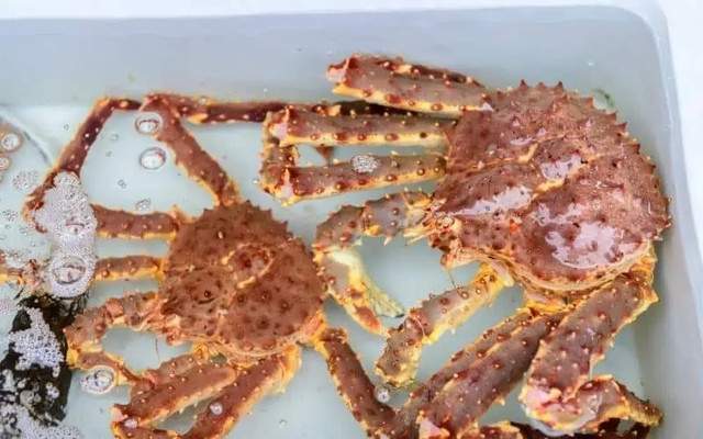 Vì sao cua hoàng đế luôn trong tình trạng giá cao ngất ngưởng? - Hình 8 Vi sao cua hoang de luon trong tinh trang gia cao ngat nguong?-Hinh-8