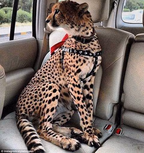 Thu choi ngong la thuong cua cac dai gia Trung Dong-Hinh-3