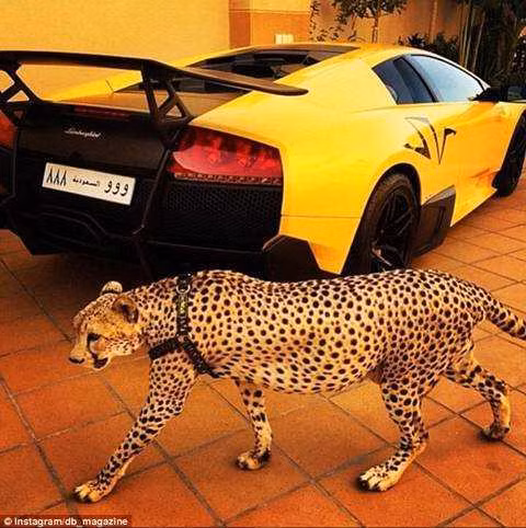 Thu choi ngong la thuong cua cac dai gia Trung Dong-Hinh-2