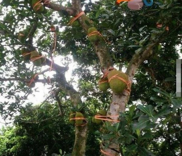 "Trăm phương ngàn kế" chống trộm của nông dân Việt - Hình 7 Chằng buộc từng quả như thế này vừa ngăn trộm vừa ngăn gió bão. Ảnh: Xã luận.