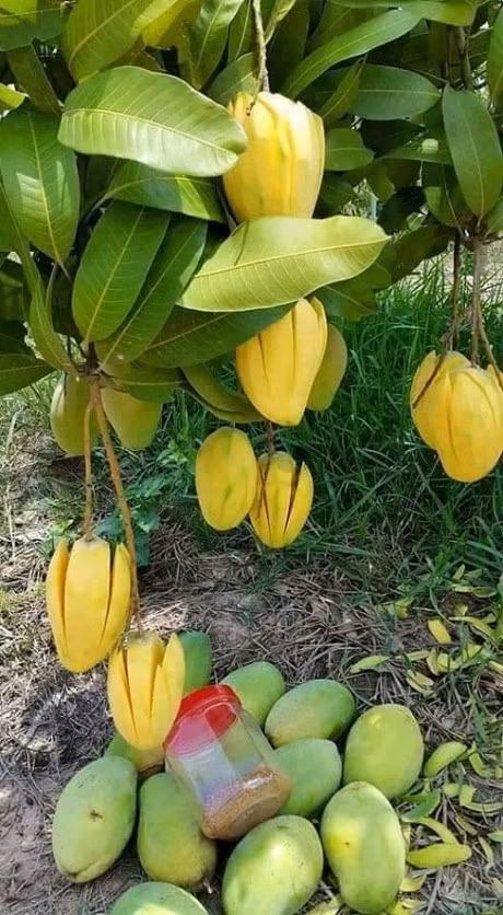 Cho rằng xoài trên cây có ngày cũng bị hái, gia chủ gọt sẵn mời trộm luôn. Ảnh: Yan