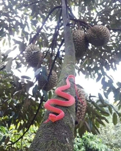 "Trăm phương ngàn kế" chống trộm của nông dân Việt - Hình 3 Cách chống trộm sầu riêng không đụng hàng của chủ vườn. Ảnh: 2sao