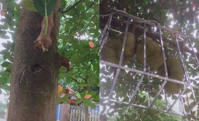"Trăm phương ngàn kế" chống trộm của nông dân Việt - Hình 6 Làm hẳn cả lồng sắt để chống trộm như thế này hẳn là mít rất quý. Ảnh: Facebook