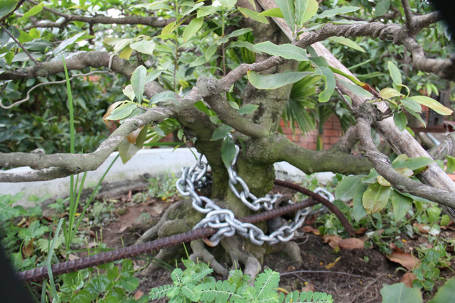 "Trăm phương ngàn kế" chống trộm của nông dân Việt - Hình 10 Không chỉ trái cây, những chậu mai khủng cũng được chủ vườn xích và hàn cố định để chống trộm. Ảnh: Baobinhduong