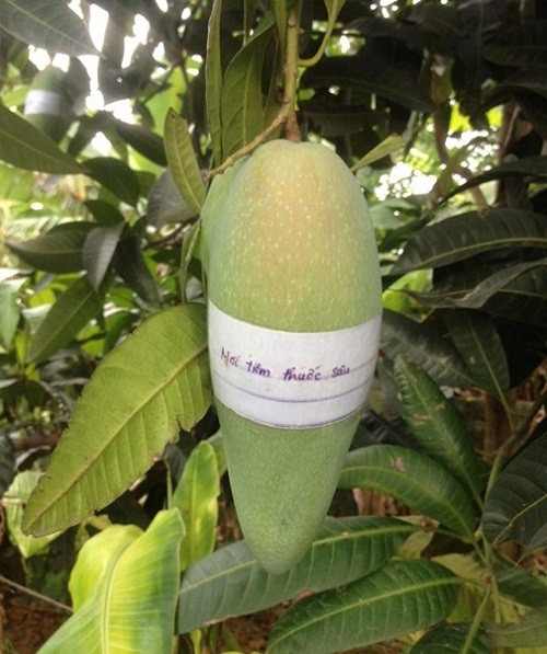 "Trăm phương ngàn kế" chống trộm của nông dân Việt - Hình 5 Mới tiêm thuốc trừ sâu thì ai dám hái trộm. Ảnh: Facebook