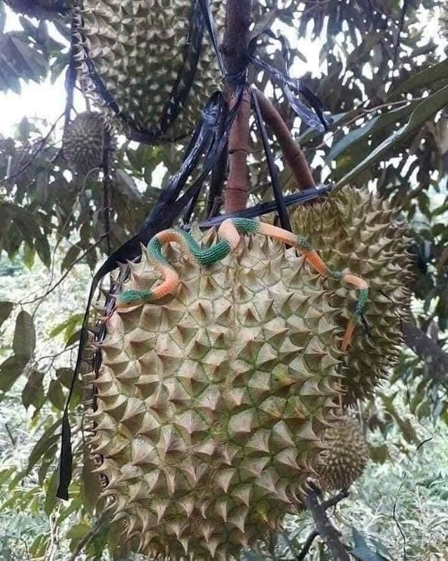 "Trăm phương ngàn kế" chống trộm của nông dân Việt - Hình 2 Thả những con rắn ngựa ngoằn ngoèo lên các cành cây, quả sầu riêng chắc chắn sẽ khiến tên trộm khiếp vía. Ảnh: 2sao