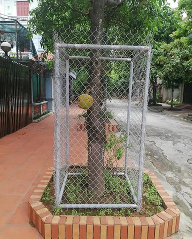 "Trăm phương ngàn kế" chống trộm của nông dân Việt - Hình 8 Dù chỉ là một trái mít cũng phải rào thật chắc. Ảnh: FB Phu Phambaphu. Thông báo rõ ràng để nấu bột cho con, có lẽ tên trộm sẽ thông cảm. Ảnh: 2sao