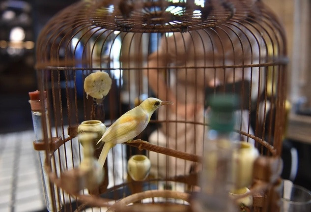 Lai sot thu choi xa xi cua dai gia Ha thanh chi tien ty mua chim non dot bien-Hinh-8