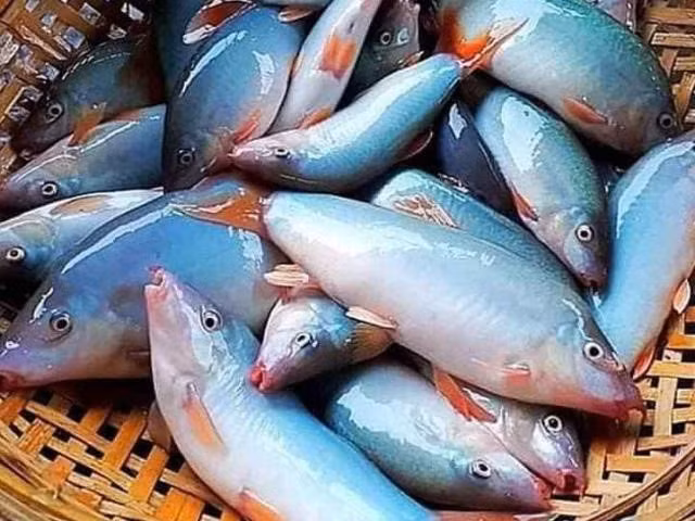 Ca heo nuoc ngot mien Tay co gi dac biet ma cuc dat hang?-Hinh-5