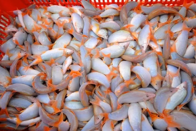 Ca heo nuoc ngot mien Tay co gi dac biet ma cuc dat hang?-Hinh-2