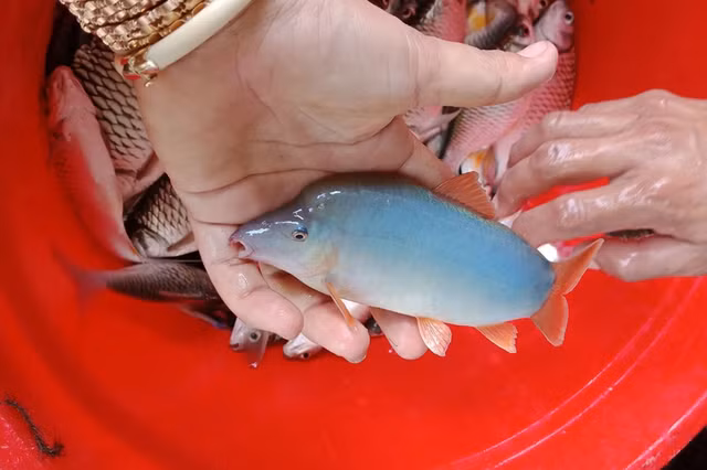 Ca heo nuoc ngot mien Tay co gi dac biet ma cuc dat hang?-Hinh-6