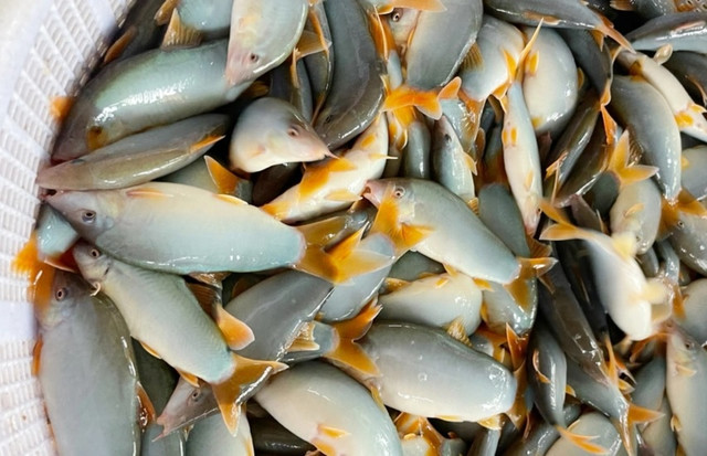 Cá heo nước ngọt miền Tây có gì đặc biệt mà cực đắt hàng? Ca heo nuoc ngot mien Tay co gi dac biet ma cuc dat hang?