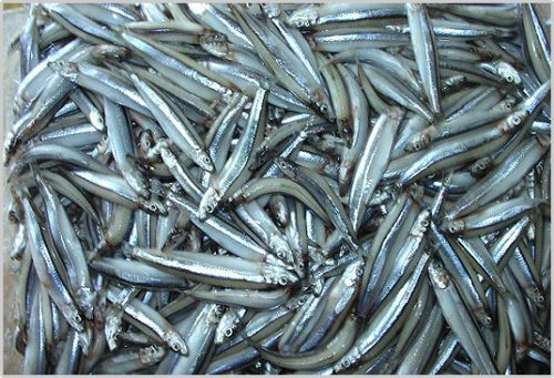 Những loài cá "lột xác" thành đặc sản cho nhà giàu - Hình 5 Nhung loai ca