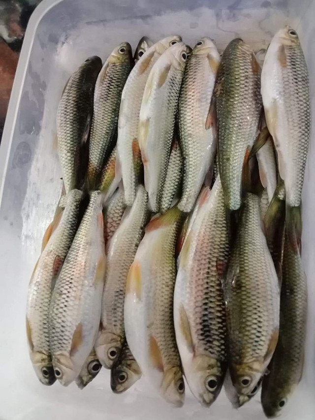 Những loài cá "lột xác" thành đặc sản cho nhà giàu - Hình 3 Nhung loai ca