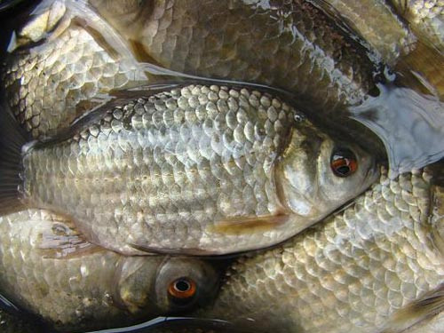 Những loài cá "lột xác" thành đặc sản cho nhà giàu - Hình 10 Nhung loai ca