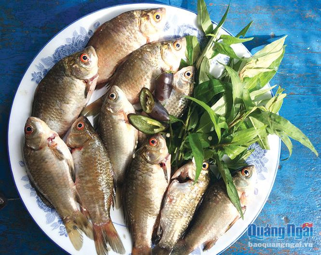 Những loài cá "lột xác" thành đặc sản cho nhà giàu - Hình 9 Nhung loai ca