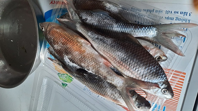 Những loài cá "lột xác" thành đặc sản cho nhà giàu - Hình 4 Nhung loai ca