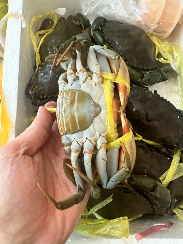 Cua cốm Cà Mau sánh ngang cua hoàng đế giá cả triệu đồng - Hình 10 Cua com Ca Mau sanh ngang cua hoang de gia ca trieu dong-Hinh-10