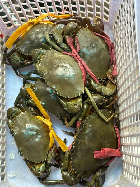 Cua cốm Cà Mau sánh ngang cua hoàng đế giá cả triệu đồng - Hình 9 Cua com Ca Mau sanh ngang cua hoang de gia ca trieu dong-Hinh-9