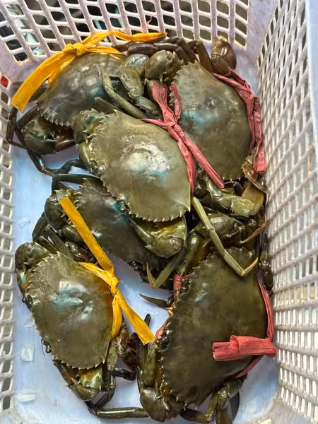 Cua cốm Cà Mau sánh ngang cua hoàng đế giá cả triệu đồng - Hình 9 Cua com Ca Mau sanh ngang cua hoang de gia ca trieu dong-Hinh-9