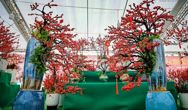 Ngỡ ngàng 'đào đông đỏ' Winterberry giá trăm triệu hút đại gia - Hình 5 Ngo ngang 'dao dong do' Winterberry gia tram trieu hut dai gia-Hinh-5