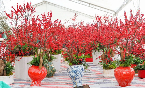 Ngỡ ngàng 'đào đông đỏ' Winterberry giá trăm triệu hút đại gia Ngo ngang 'dao dong do' Winterberry gia tram trieu hut dai gia