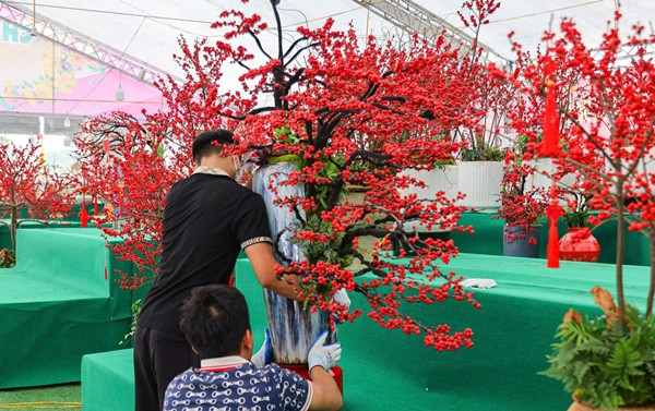 Ngỡ ngàng 'đào đông đỏ' Winterberry giá trăm triệu hút đại gia - Hình 10 Ngo ngang 'dao dong do' Winterberry gia tram trieu hut dai gia-Hinh-10