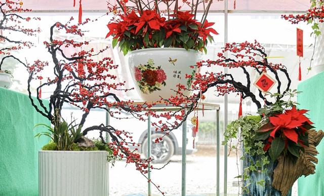 Ngỡ ngàng 'đào đông đỏ' Winterberry giá trăm triệu hút đại gia - Hình 6 Ngo ngang 'dao dong do' Winterberry gia tram trieu hut dai gia-Hinh-6