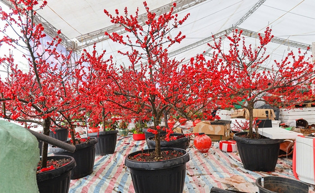 Ngỡ ngàng 'đào đông đỏ' Winterberry giá trăm triệu hút đại gia - Hình 4 Ngo ngang 'dao dong do' Winterberry gia tram trieu hut dai gia-Hinh-4