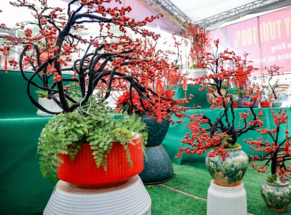 Ngỡ ngàng 'đào đông đỏ' Winterberry giá trăm triệu hút đại gia - Hình 3 Ngo ngang 'dao dong do' Winterberry gia tram trieu hut dai gia-Hinh-3