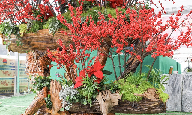 Ngỡ ngàng 'đào đông đỏ' Winterberry giá trăm triệu hút đại gia - Hình 8 Ngo ngang 'dao dong do' Winterberry gia tram trieu hut dai gia-Hinh-8