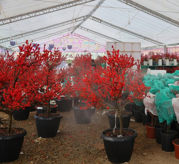 Ngỡ ngàng 'đào đông đỏ' Winterberry giá trăm triệu hút đại gia - Hình 7 Ngo ngang 'dao dong do' Winterberry gia tram trieu hut dai gia-Hinh-7