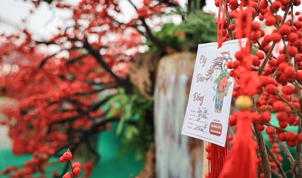 Ngỡ ngàng 'đào đông đỏ' Winterberry giá trăm triệu hút đại gia - Hình 9 Ngo ngang 'dao dong do' Winterberry gia tram trieu hut dai gia-Hinh-9