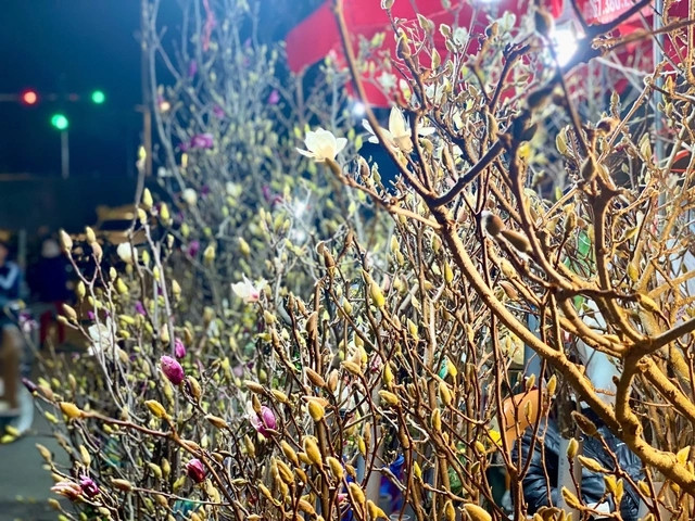 Thi truong Tet 2025 co them su lua chon Hoa moc lan gia tien trieu-Hinh-10