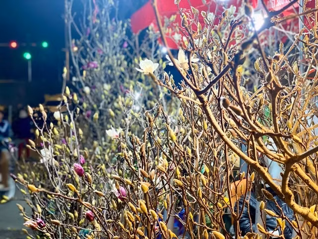 Thi truong Tet 2025 co them su lua chon Hoa moc lan gia tien trieu-Hinh-10