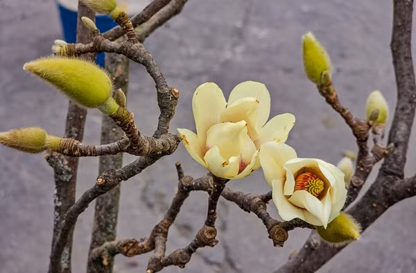 Thi truong Tet 2025 co them su lua chon Hoa moc lan gia tien trieu-Hinh-2