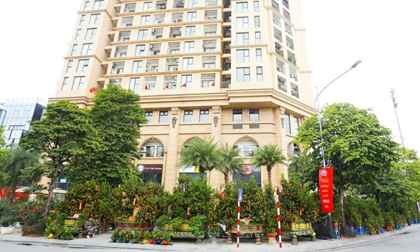 Quất cảnh trăm triệu đồng ra thị trường chào Tết Quat canh tram trieu dong ra thi truong chao Tet