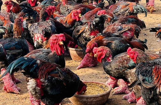 Gà Đông Tảo được khách nước ngoài chuộng mua biếu Tết Ga Dong Tao duoc khach nuoc ngoai chuong mua bieu Tet