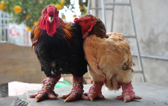 Gà Đông Tảo được khách nước ngoài chuộng mua biếu Tết - Hình 7 Ga Dong Tao duoc khach nuoc ngoai chuong mua bieu Tet-Hinh-7